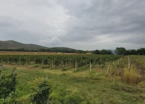For sale 2.1 hectares land plot in Sagarejo