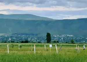 Urgently For sale 1100 m² land plot in Tsilkani