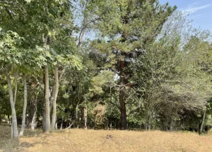 Urgently For sale 800 m² land plot in Kojori, in Tbilisi