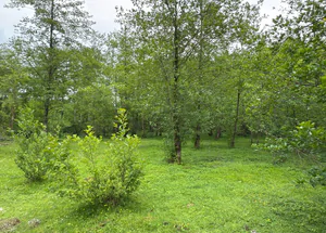 Urgently For sale 400 m² land plot in Shekvetili