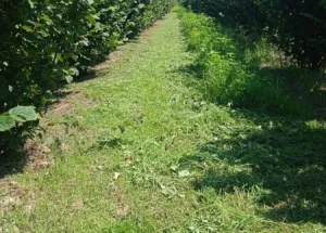 Urgently For sale 6000 m² land plot in Zugdidi