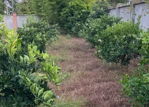 Urgently For sale 6150 m² land plot in Zugdidi