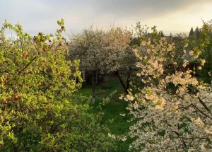 სასწრაფოდ იყიდება 500 კვ.მ. მიწა საგურამოში
